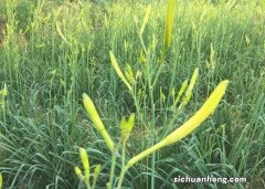 祁东黄花菜批发多少钱一斤 中国黄花菜节-塈千人同吃一锅菜，你去参加了吗？