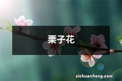 栗子花