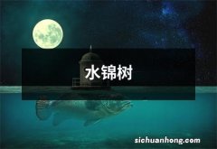 水锦树