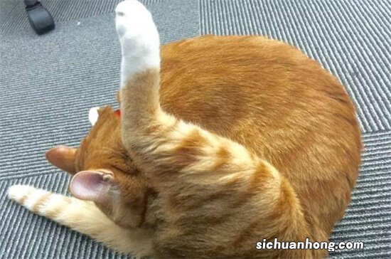 如何准确判断一只猫是否处于发情期?