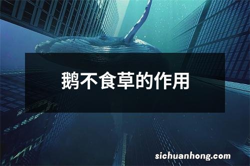 鹅不食草的作用