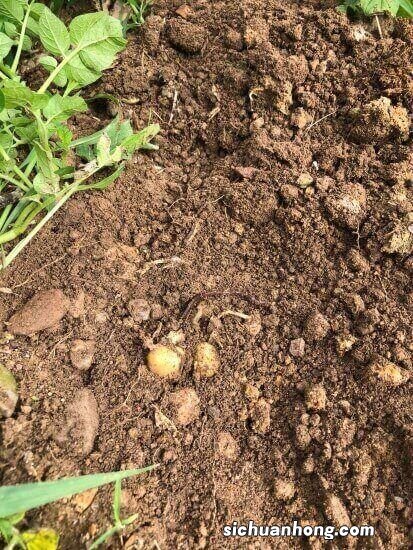 张大姐养花就用“2种水”,轻松养爆盆,比黄豆水、淘米水强10倍