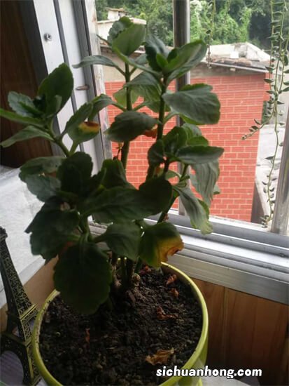 有谁知道长寿花怎么样才能养好啊!我的又黄叶子了