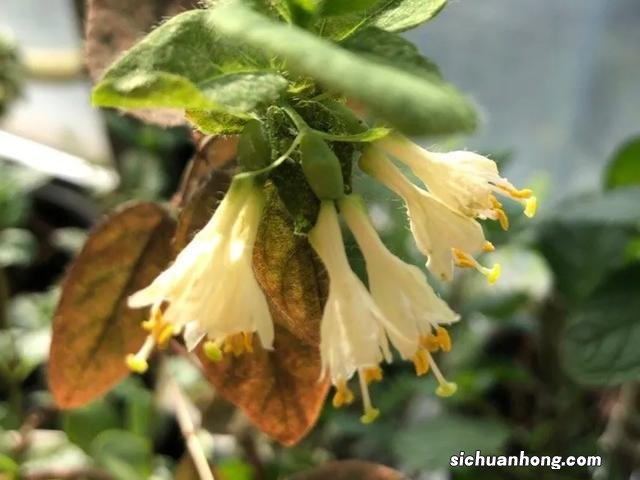 维C含量最高的水果居然是它!10种世界之最植物,你知道几种吗