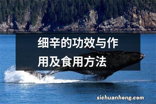 细辛的功效与作用及食用方法