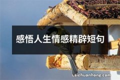 感悟人生情感精辟短句