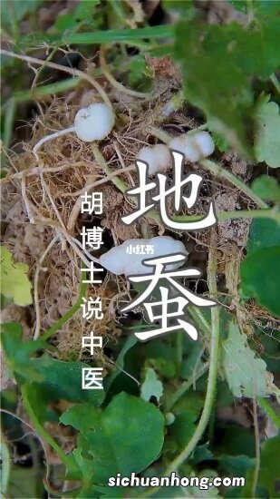 此三种常见、恶心、又不知名的昆虫，居然有药用价值