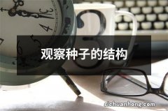 观察种子的结构