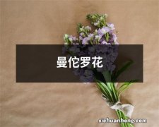 曼佗罗花