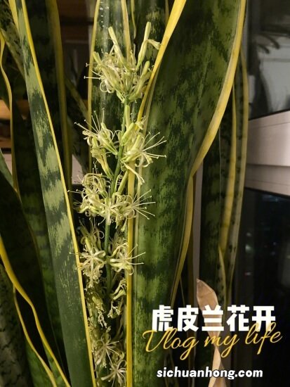 虎皮兰给点阳光,叶子硬的像铁,根系挤破花盆