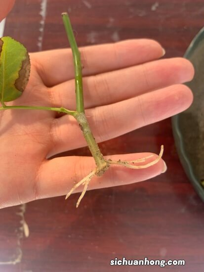 在培育月季花的时候应该如何进行扦插和浇水?