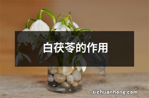 白茯苓的作用
