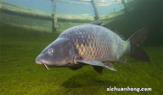 目标鱼在哪个水层?是有判断方法和技巧的,合格的钓鱼人都知道
