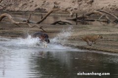 ?女子给猴子喂食被掌掴 游客在旅游时被“顽皮猴”打伤了该怎么办？