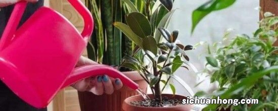 养花最怕烂根，管住手、别浇水，花反而长得快