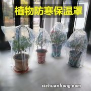 如何让植物安全过冬：观叶植物、多肉植物、水培植物各不一致