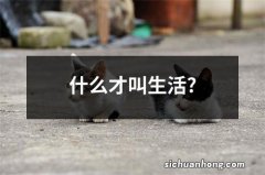 什么才叫生活?