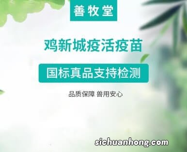 土鸡全程疫苗不知道怎么打？速度拿走