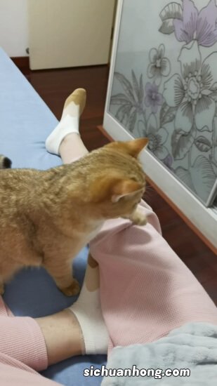 如何训练猫咪听话？