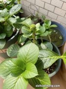 绣球花有“5忌”，难怪烂叶烂花苞，避开，枝叶翠绿开花又美又多