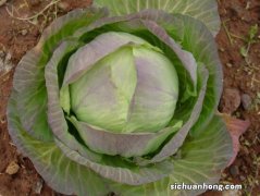 芜菁甘蓝与结球甘蓝有什么区别？怎么种植？