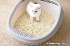 如何训练小猫使用猫砂盆？