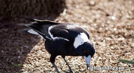 世界上最毒的十种鸟,黑头林鵙鹟毒性最强,蓝顶鹛鸫排第二