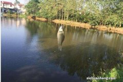 夏季野钓，不要只钓底，4个时机大鱼上浮，钓浮比钓底更靠谱