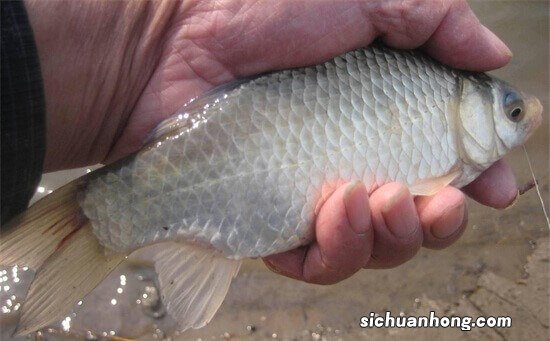 夏季野钓，弄明白野生鲤鱼的这4个习性，让大鲤鱼咬钩真的很轻松