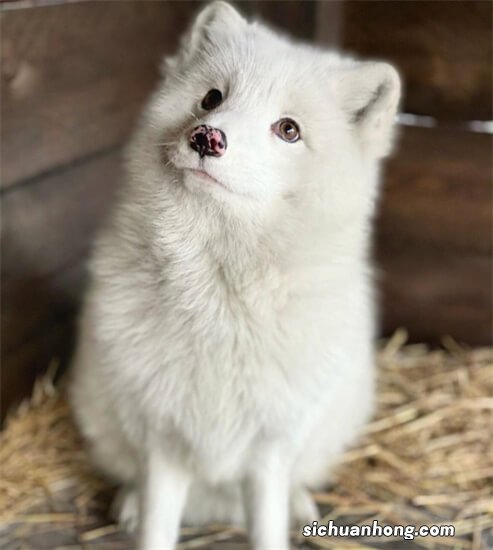 白狐是否危险 和普通狐狸有什么不同