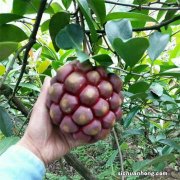 名字叫做老虎的果树，过去野生无人问津，如今却成了香饽饽