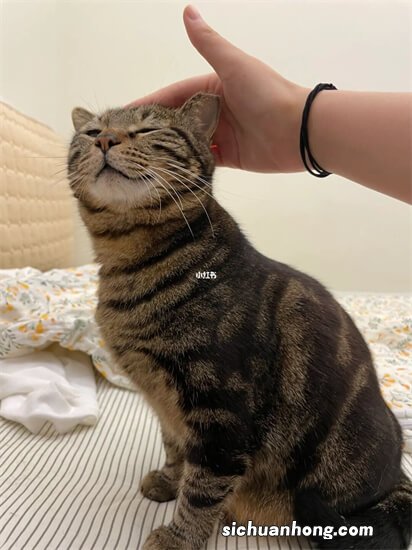 打猫能改变它的听话程度吗?