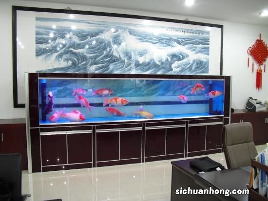 无氧气无过滤无水草的三无小鱼缸,可用这招养好小金鱼!