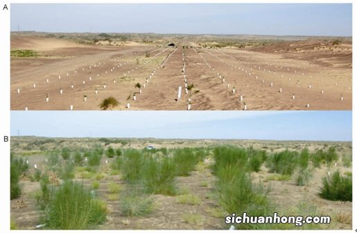 ?如何在荒漠有效治沙？