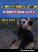 ?旅美大熊猫“丫丫”合同到期时间4月7日 丫丫到底何时能回国？