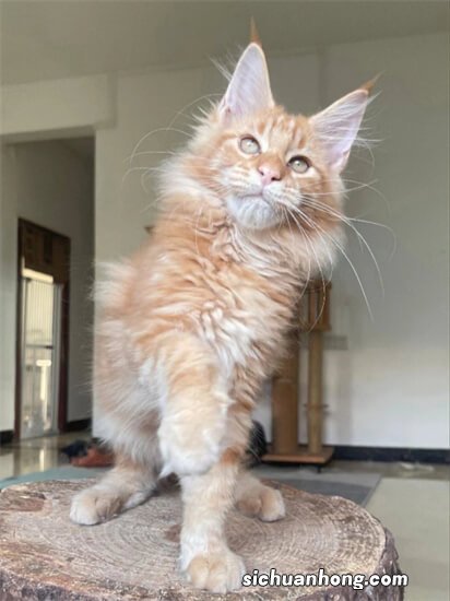 缅因猫猫的平均价格是多少钱一只？