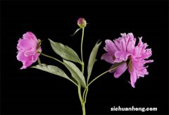 世界上10种奇异的黑色花 黑牡丹上榜，第四也被称作“情花”