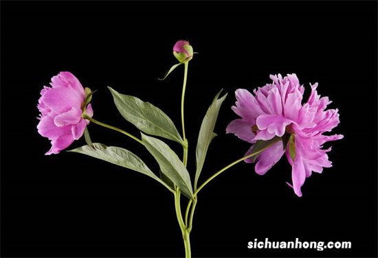 世界上10种奇异的黑色花 黑牡丹上榜，第四也被称作“情花”