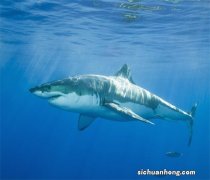 远古十大巨鲨 枝齿鲨上榜,第一咬合力超强