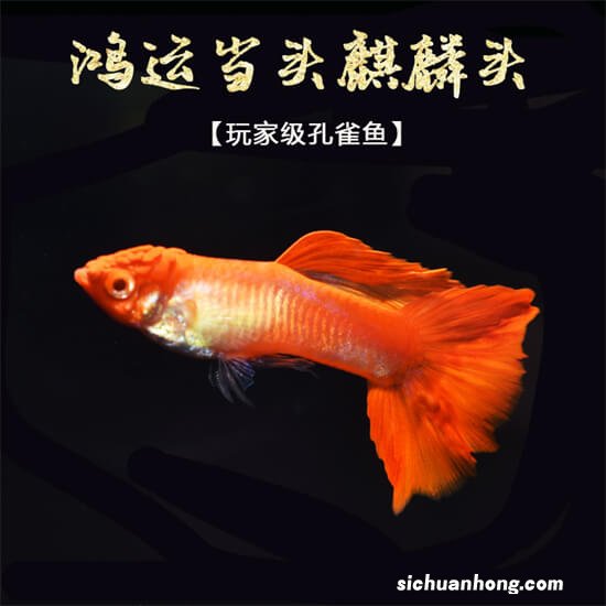 十大好养的大型热带鱼 罗汉鱼上榜，第四嘴型酷似鹦鹉