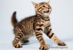 猫咪出现应激抽搐，该怎么帮助它缓解？