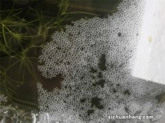 为什么斗鱼会吐泡沫？及繁殖期时相关注意事项