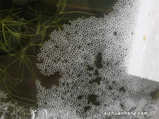 为什么斗鱼会吐泡沫？及繁殖期时相关注意事项