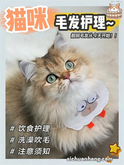 什么品种的猫适合家养干净？