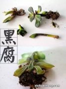多肉在黑腐中“挣扎”，舍不得砍头？