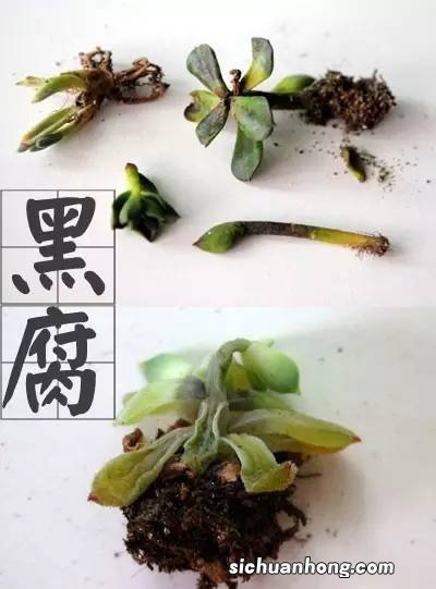 多肉在黑腐中“挣扎”，舍不得砍头？