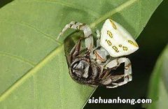 一段茎也能繁殖的蕨类盆栽，再也不用出去买种子了