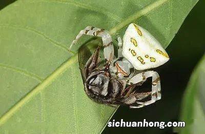 一段茎也能繁殖的蕨类盆栽，再也不用出去买种子了