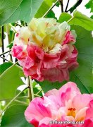 森林笔记 | 九月二十六日 斜茎黄耆、芙蓉葵