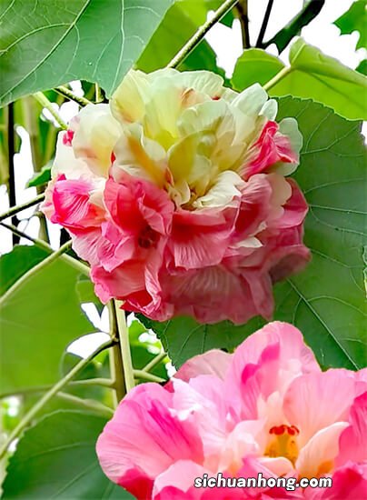 森林笔记 | 九月二十六日 斜茎黄耆、芙蓉葵